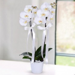 asaletli-beyaz-orkide-cift-dal-ithal.jpg
