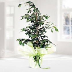 ficus-benjamin.jpg