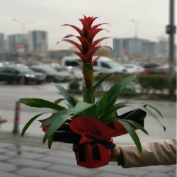 kirmizi-guzmania-cicegi-ithal.jpg